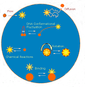 Fluorescence Correlation Spectroscopy (FCS)