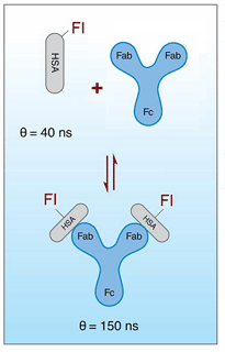 Fluorescence polarization assay with long-lifetime dye SeTau-425