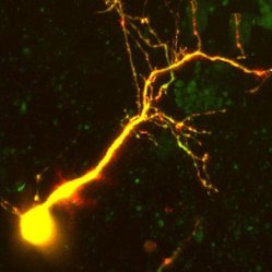 2p-microscopy-neuron