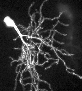 Z-projection of a neuron filled with a squaraine rotaxane-labeled peptide