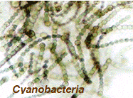 Cyanobacteria